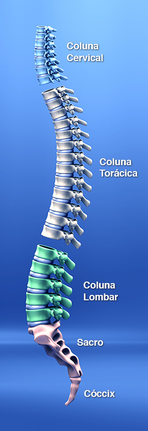 Anatomia Da Coluna Vertebral Centro De Estudos De Ortopedia Hspe