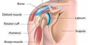 Anatomia do Ombro