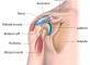 Anatomia do Ombro